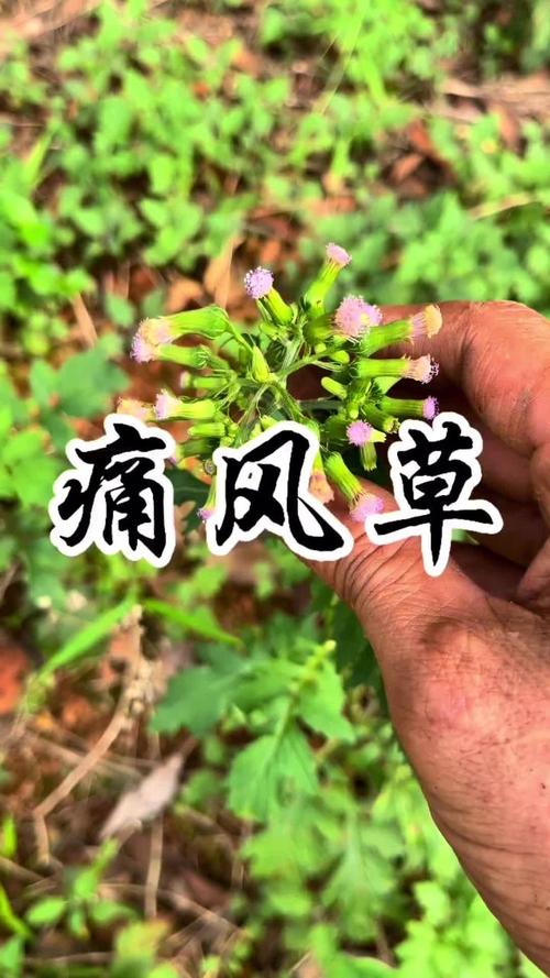 风湿风湿民间草药土方