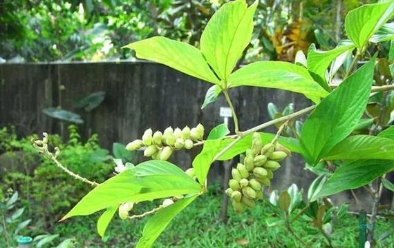 风湿风湿民间草药土方