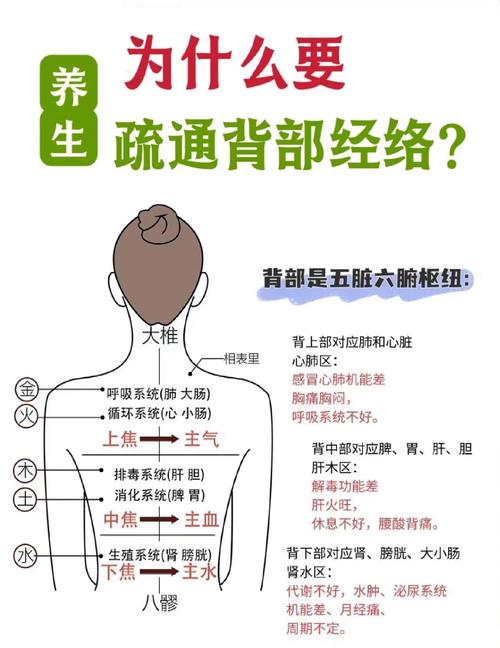 人体背部穴位图解大全