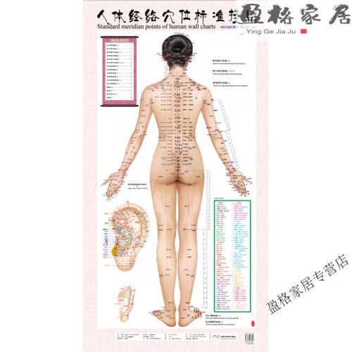 女性人体穴位图解大全