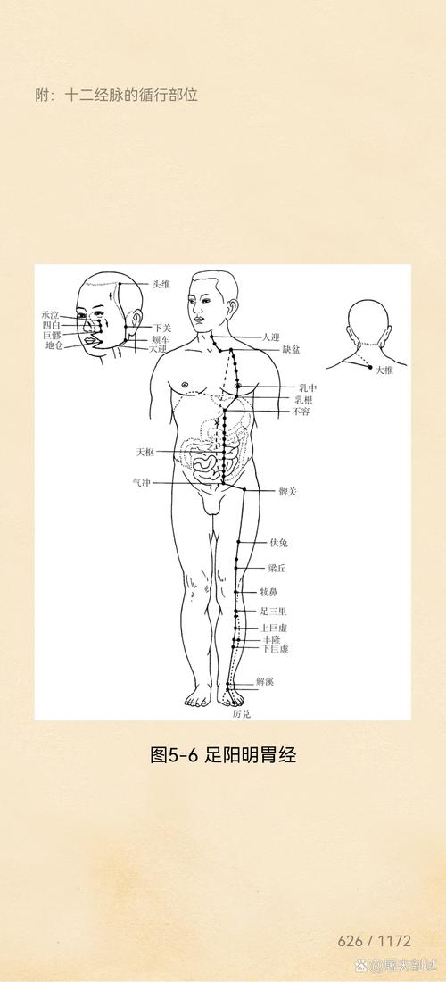 人体经络穴位定位视频