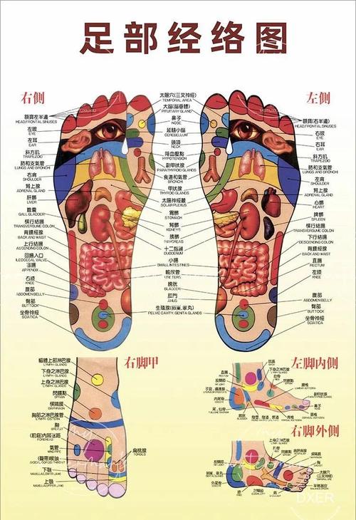 脚穴位图解大全 高清