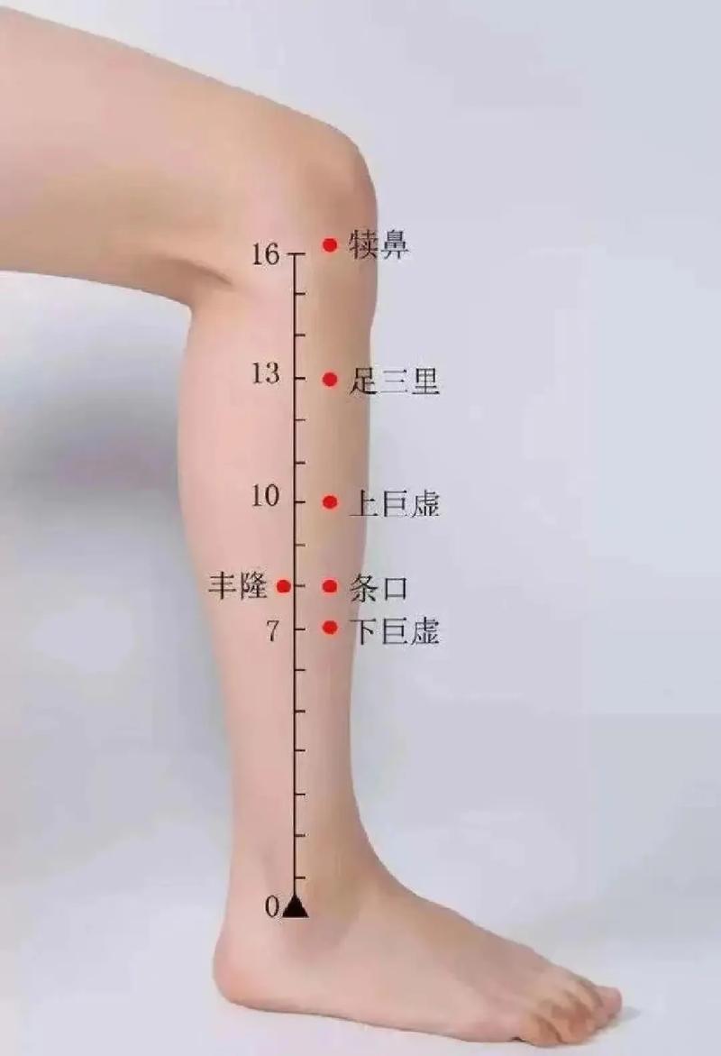 足阳明胃经的主要穴位