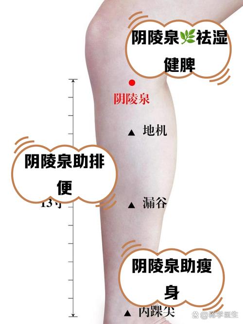 膝盖下四指是什么穴位