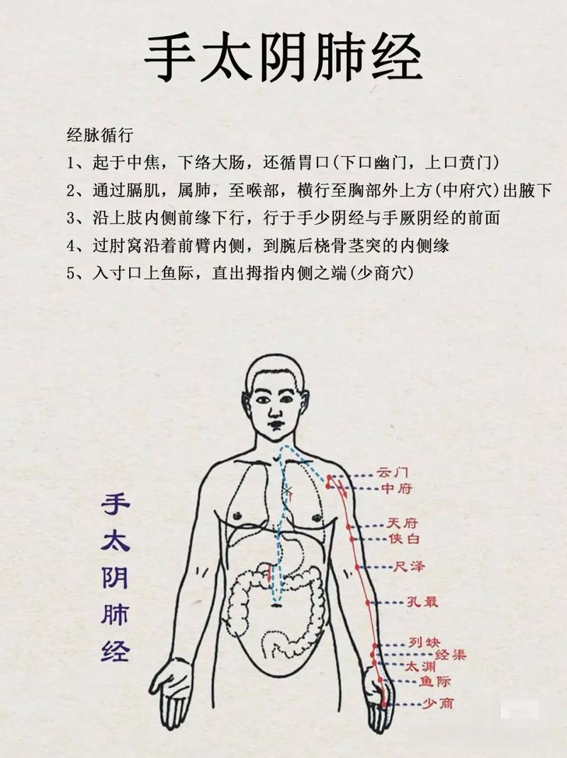 人体的十二条经络穴位