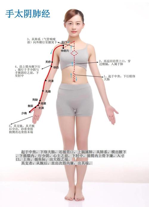 人体的十二条经络穴位