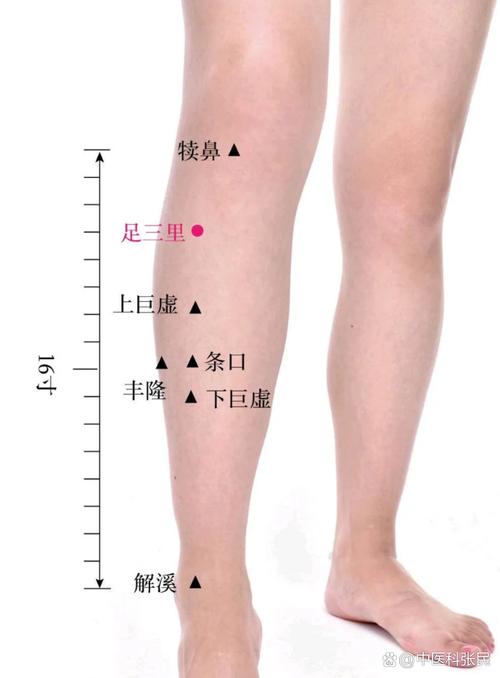 大腿后外侧是什么穴位