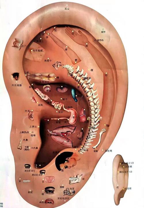 失眠耳穴压豆常用穴位