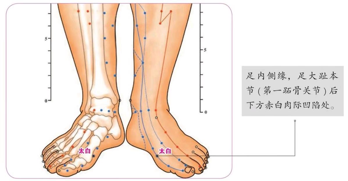 太白穴位位置图和作用