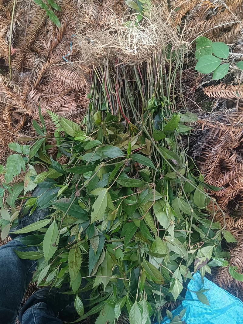 风湿性关节炎外用中药