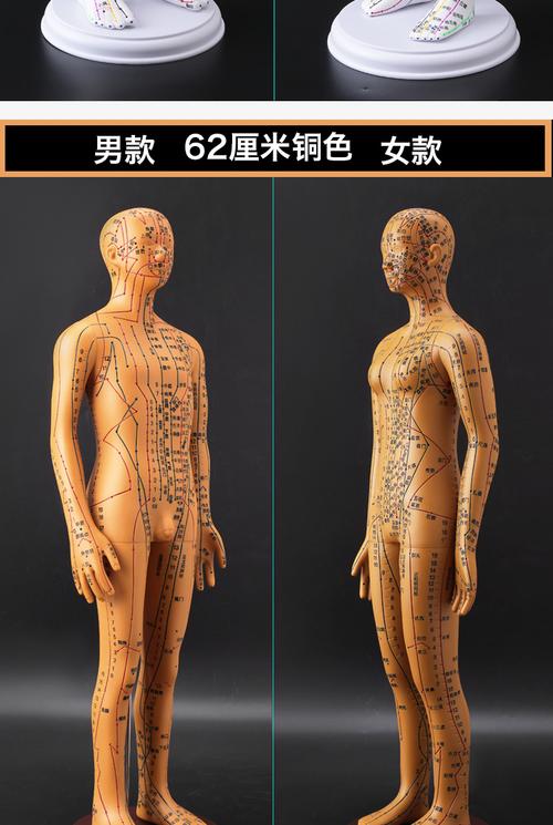 人体针灸穴位发光模型