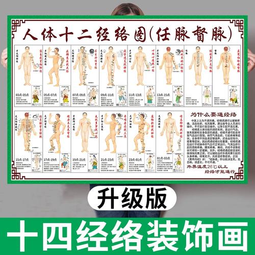 人体经络穴位标准挂图