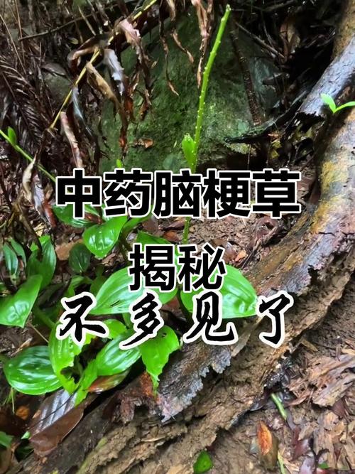 哪种中药预防脑梗心梗