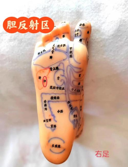 人体脚掌穴位有哪些