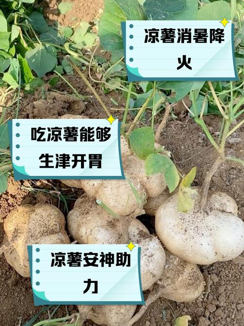 类风湿关节炎能土豆吗