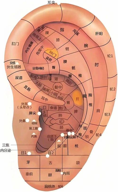 耳根右方是什么穴位