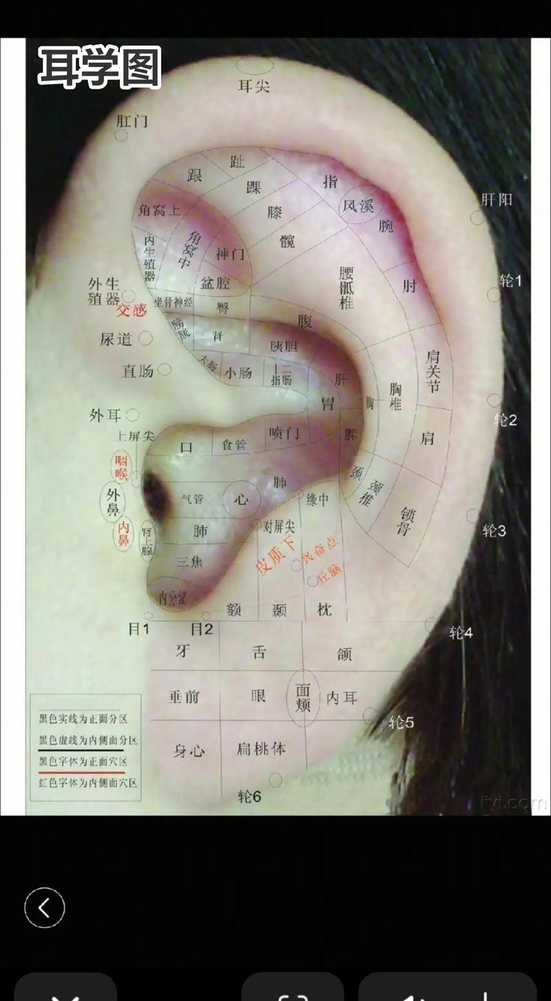 耳根右方是什么穴位