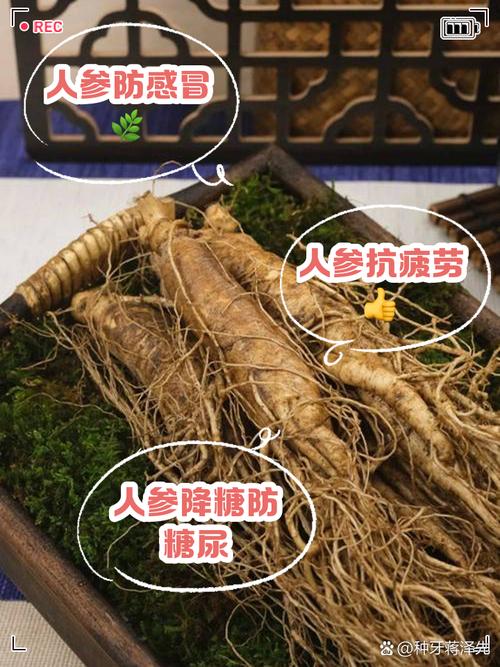 类风湿病人可以吃人参