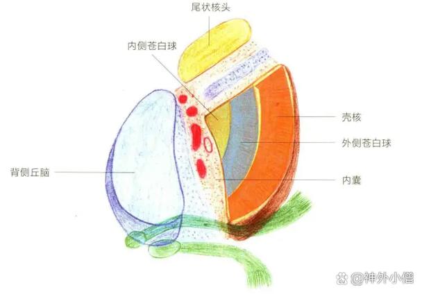 脑梗脑切片的病理描述