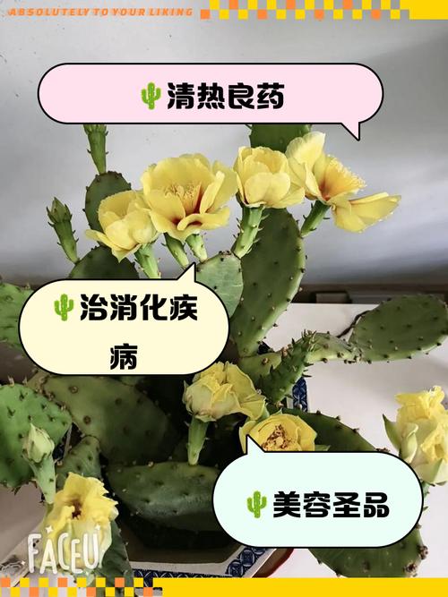 仙人掌可以治风湿病吗