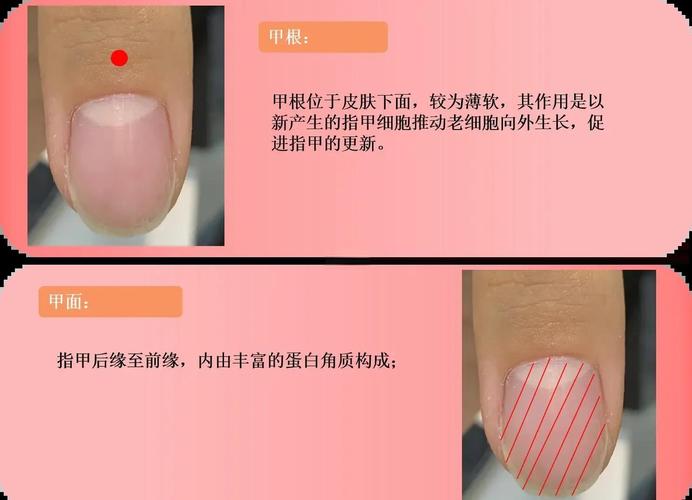 指甲上凸凹不平穴位