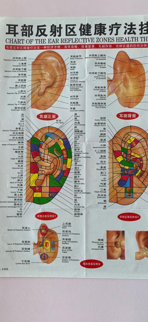 耳朵哪个穴位反应胃