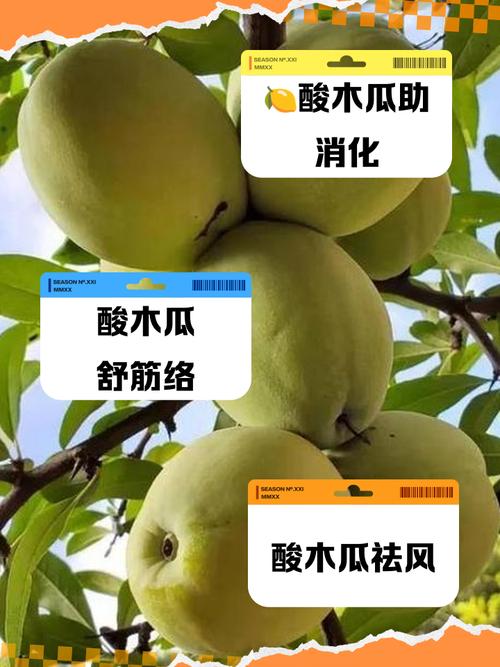 吃木瓜对风湿病有用吗