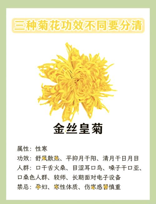 内风湿能不能喝菊花茶