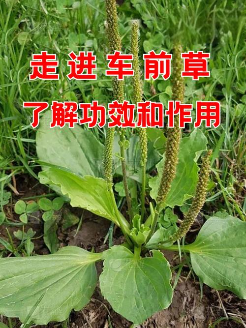车前草能治疗风湿病吗