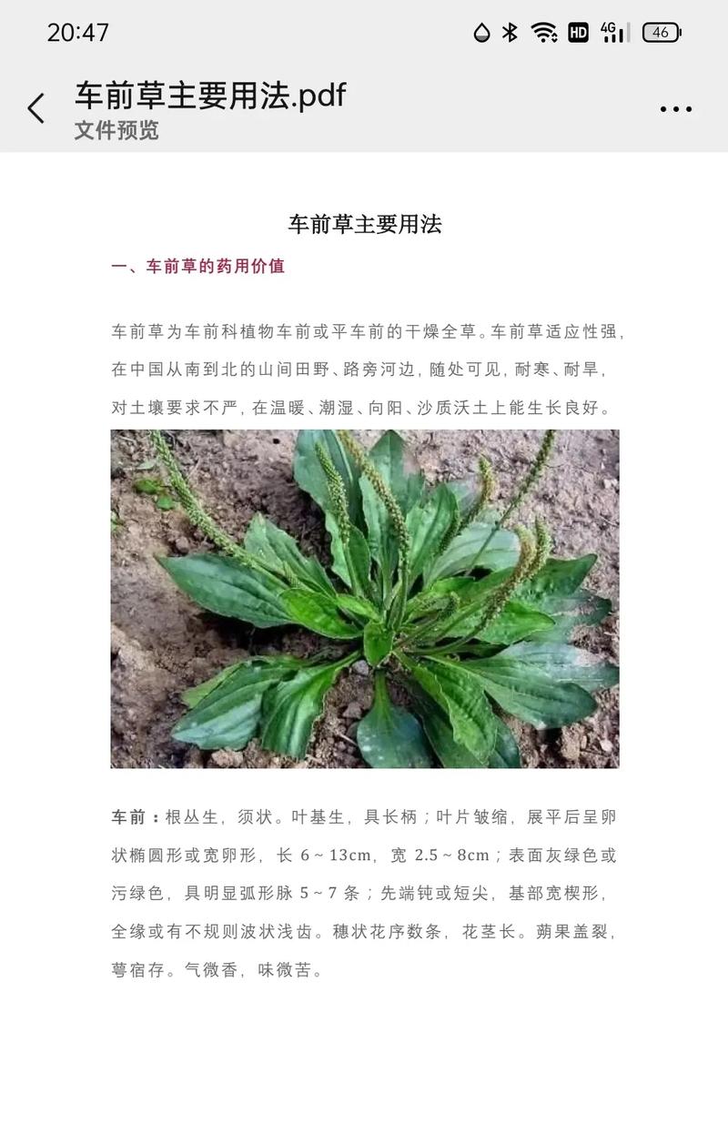 车前草能治疗风湿病吗