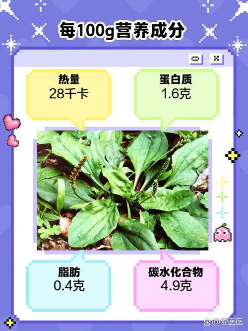 车前草能治疗风湿病吗