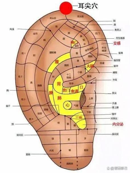 耳尖上面是什么穴位