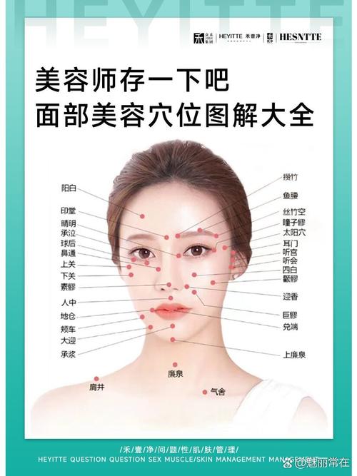 脸颊中间是什么穴位