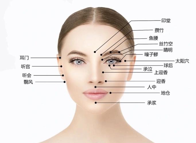 脸颊中间是什么穴位