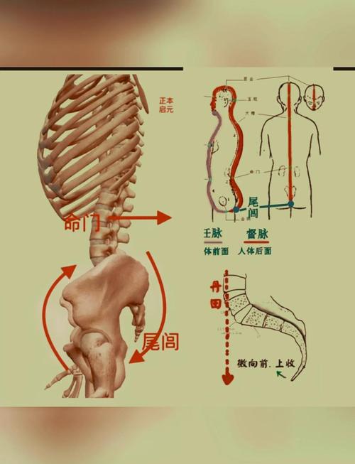尾骨疼按摩什么穴位