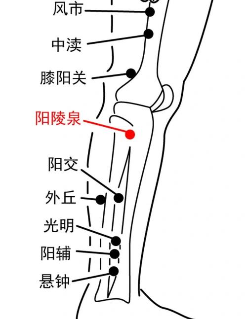 治疗大便干燥的穴位