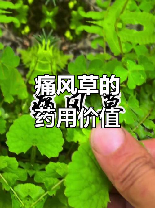 风湿性关节炎草药图片