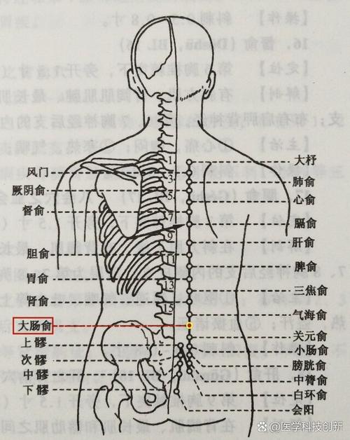 人体穴位图大肠俞穴