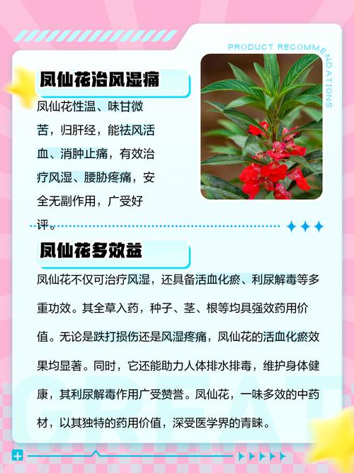 凤仙花的茎如何治风湿