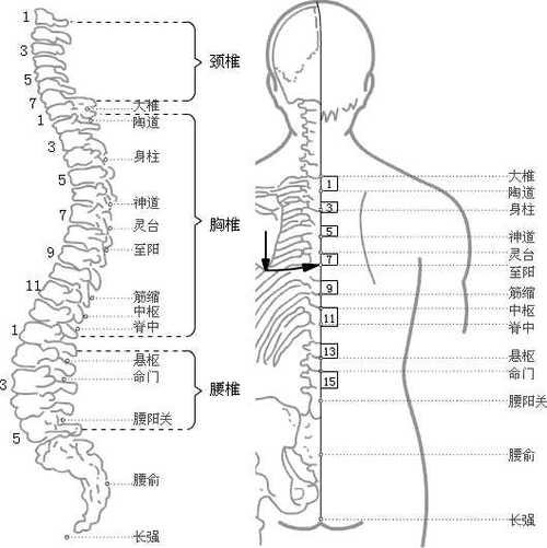人体督脉穴位经络图
