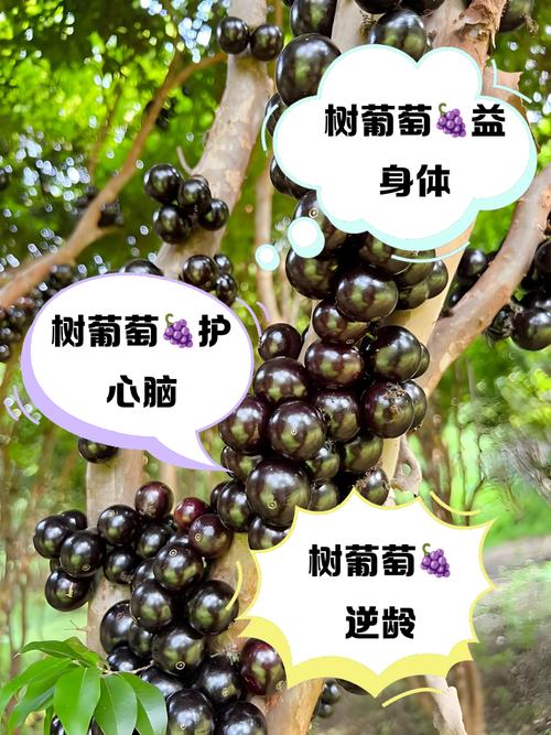 类风湿病人能吃葡萄吗