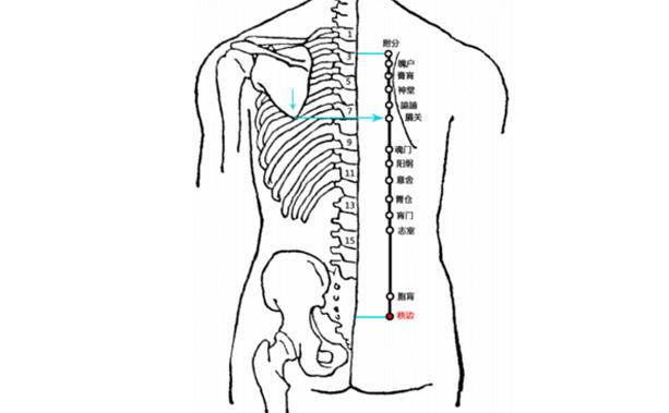坐骨位置有什么穴位