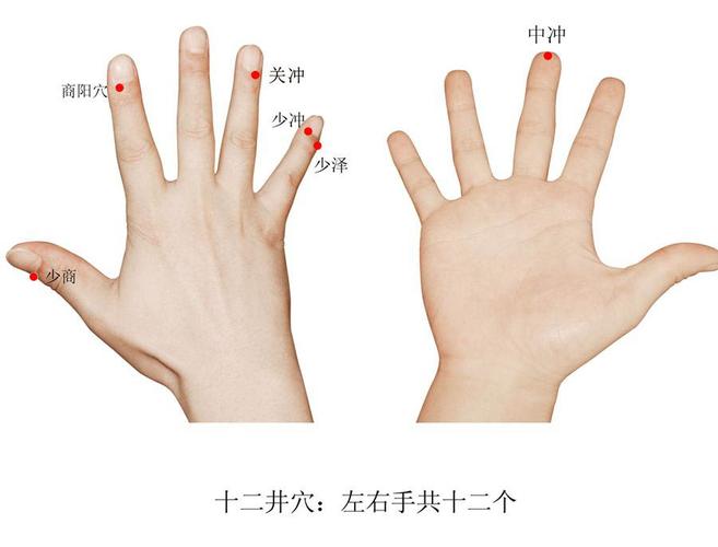 十二井穴位位置 图