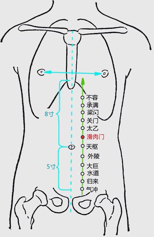滑肉门穴位置与作用