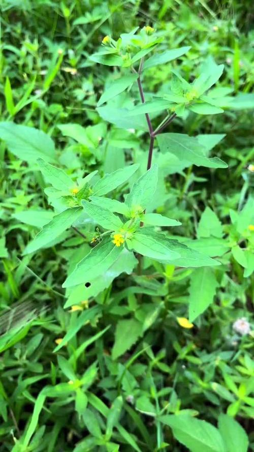 可以治风湿性关节的草