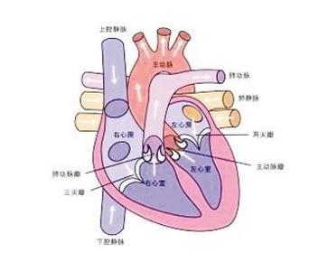 风湿性心脏瓣膜病体征