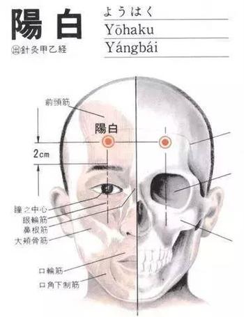 阳白阳白穴位位置图