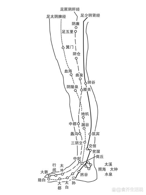 大腿跟部是什么穴位