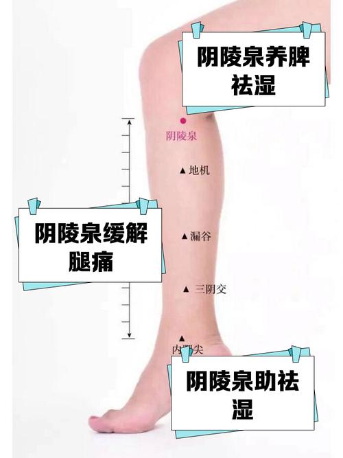 阴陵泉穴位置图详解
