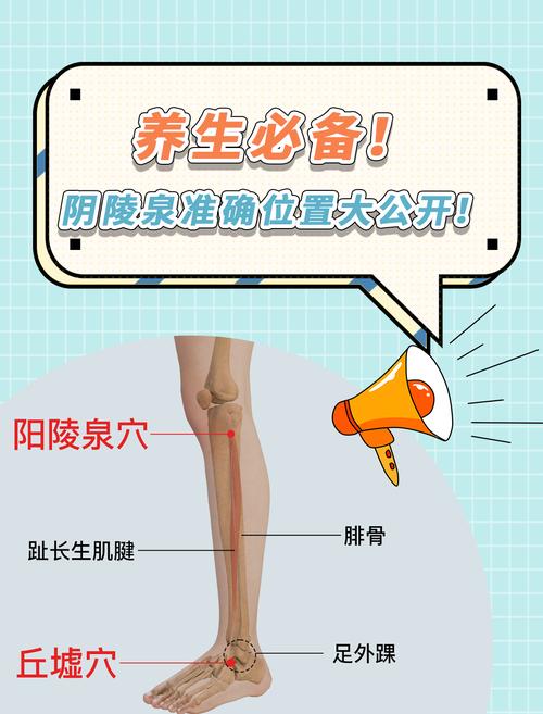 阴陵泉穴位置图详解